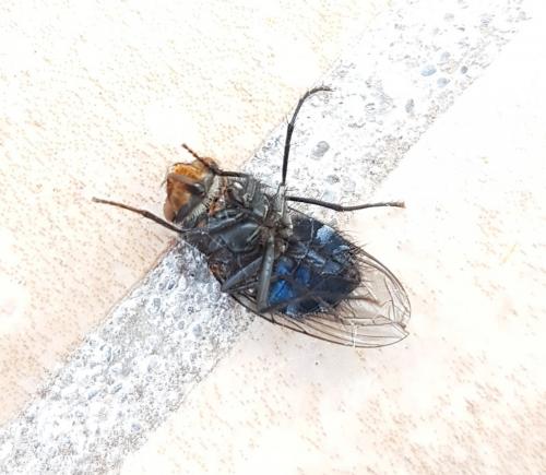 Réf. 219 656 : Calliphora vicina